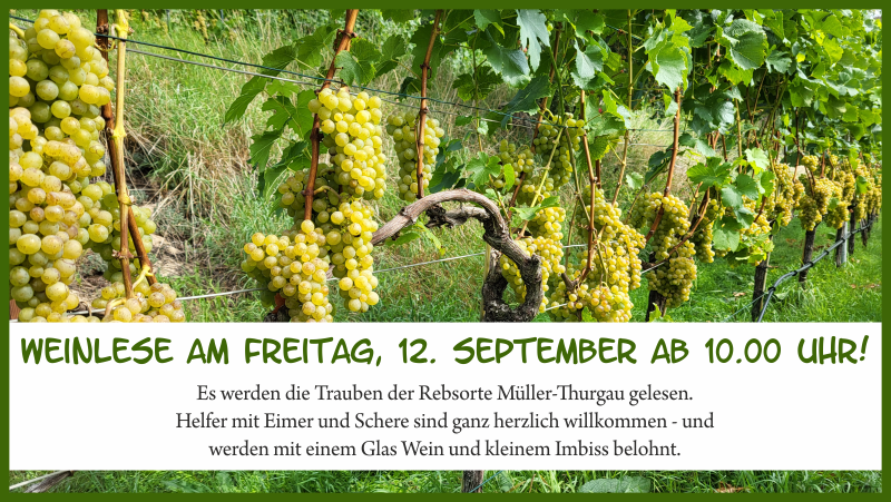 Weinlese